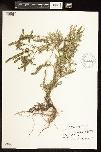 Ambrosia artemisiifolia image