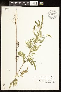 Ambrosia artemisiifolia image