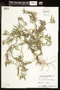 Ambrosia artemisiifolia image