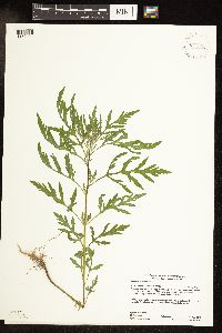 Ambrosia artemisiifolia image