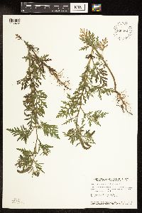 Ambrosia artemisiifolia image
