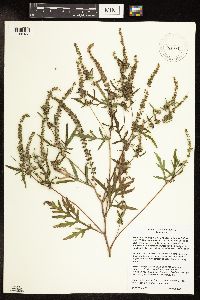 Ambrosia artemisiifolia image