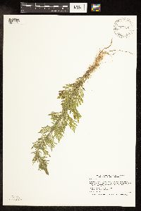 Ambrosia artemisiifolia image