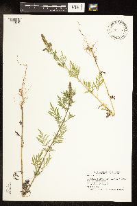 Ambrosia artemisiifolia image