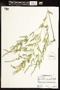 Ambrosia artemisiifolia image