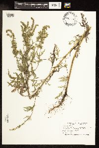 Ambrosia artemisiifolia image