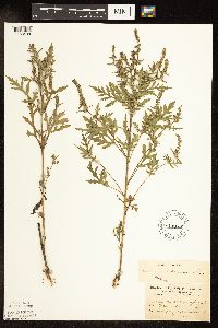Ambrosia artemisiifolia image