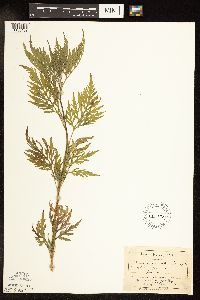 Ambrosia artemisiifolia image