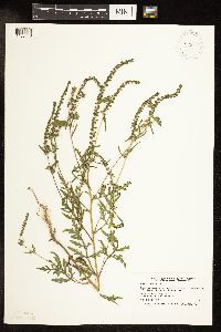 Ambrosia artemisiifolia image