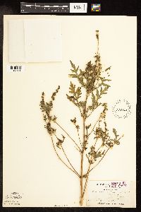 Ambrosia artemisiifolia image
