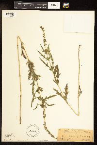 Ambrosia artemisiifolia image