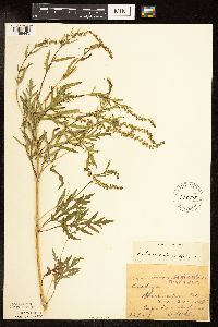 Ambrosia artemisiifolia image