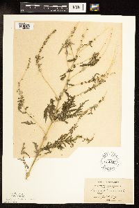 Ambrosia artemisiifolia image