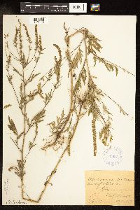 Ambrosia artemisiifolia image