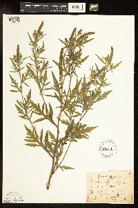 Ambrosia artemisiifolia image