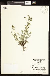 Ambrosia artemisiifolia image