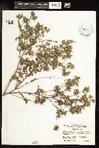 Ambrosia artemisiifolia image