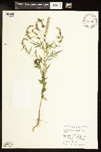 Ambrosia artemisiifolia image