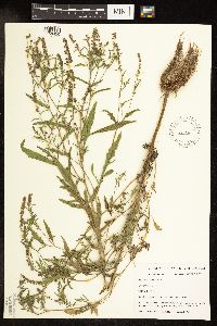 Ambrosia artemisiifolia image