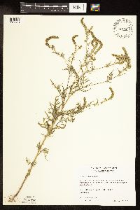 Ambrosia artemisiifolia image