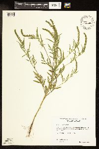 Ambrosia artemisiifolia image