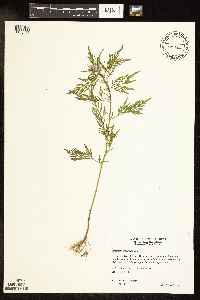 Ambrosia artemisiifolia image