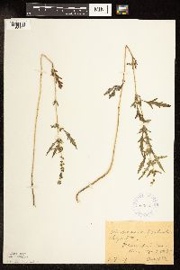 Ambrosia psilostachya image