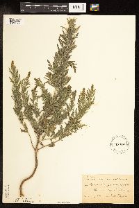 Ambrosia artemisiifolia image