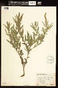 Ambrosia psilostachya image