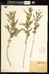 Ambrosia psilostachya image