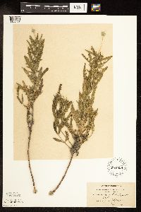 Ambrosia psilostachya image