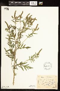 Ambrosia psilostachya image