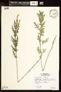 Ambrosia psilostachya image