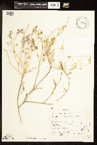 Ambrosia acanthicarpa image