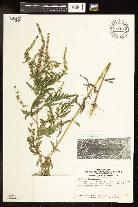 Ambrosia artemisiifolia image