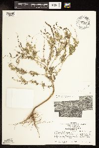 Ambrosia artemisiifolia image