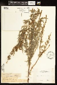 Ambrosia pumila image