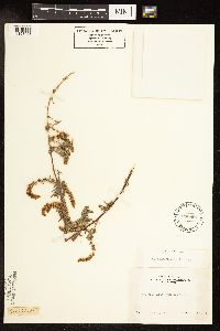 Ambrosia pumila image