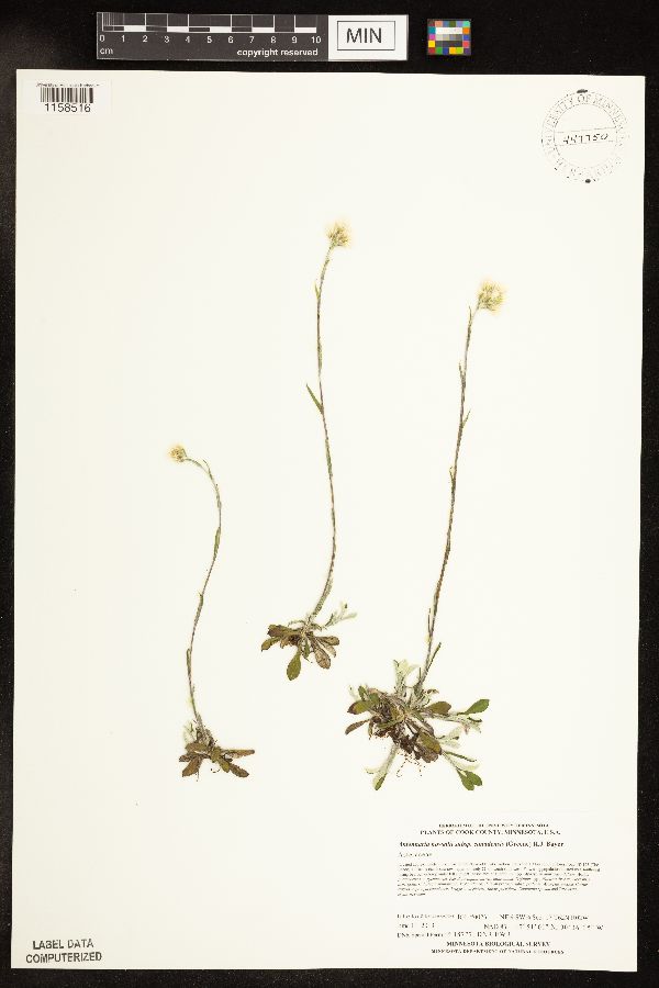 Antennaria howellii subsp. canadensis image