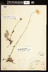 Antennaria howellii subsp. canadensis image