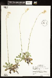 Antennaria howellii image