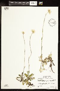 Antennaria howellii image