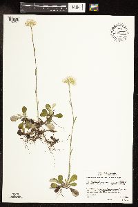 Antennaria howellii image