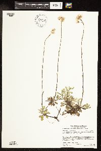 Antennaria howellii image