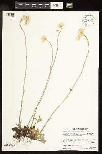 Antennaria howellii image
