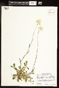 Antennaria howellii image