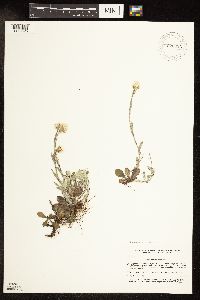 Antennaria howellii image