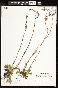 Antennaria howellii image