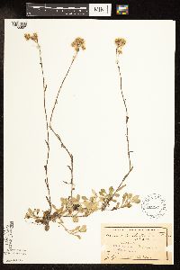Antennaria howellii image