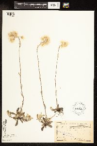 Antennaria howellii image